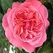 Rose Millionaire