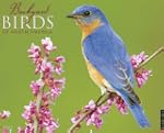 Backyard Birds Calendar 2013