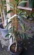 Lamb Hass Avocado Tree--Will Arrive Between 3 and 4 Feet Tall