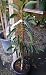 Lamb Hass Avocado Tree Five Gallon Plant