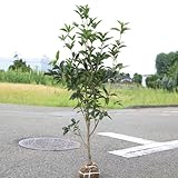 庭木:ギンモクセイ(四季咲き) 樹高:約100cm 全高:約120cm