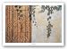 Rusty Door and Grapevine by Josep Cisquella 36"x24" Art Print Poster Latin