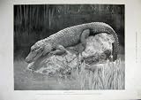 1900 Antique Print Chinese Alligator Yangtse-Kiang