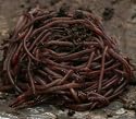VermipostPro Red Wigglers for Organic Gardening and Composting
