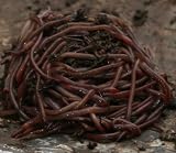 : Red Wigglers worms (EF) for Organic Gardening, Composting or bird food.