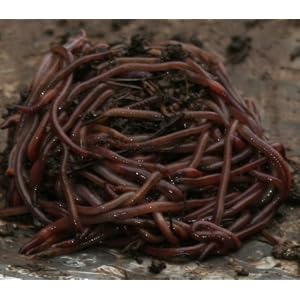 Red Wigglers worms (EF) for Organic Gardening, Composting or bird food.