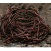 Red Wigglers worms (EF) for Organic Gardening, Composting or bird food.