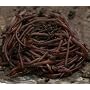 Red Wigglers worms (EF) for Organic Gardening, Composting or bird food.
