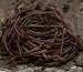 VermipostPro Red Wigglers for Organic Gardening and Composting