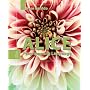 Alice: The Programming Language