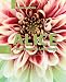 Alice: The Programming...
