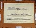 Antique Print C1800-1870 Geology Rocks Wales Permian