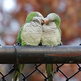 The Look of Love, performed by Steve Baldwin