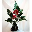 BUY : Red Anthurium Hawaiian Volcano Rock Bonsai - Father's Day Gift