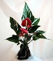 Red Anthurium Hawaiian Volcano Rock Bonsai - Easy