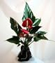 Red Anthurium Hawaiian Volcano Rock Bonsai - Valentine's Day Gift