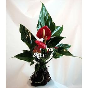Red Anthurium Hawaiian Volcano Rock Bonsai - Valentine's Day Gift
