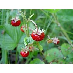 Wald-Erdbeere - Fragaria vesca - 15 Samen !!!
