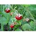 Wald-Erdbeere - Fragaria vesca - 15 Samen !!!