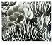 Succulent by Edward Weston - Fine Art Print / Poster - 28.75 x 25.00