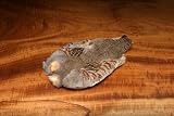 Hungarian Partridge Skin in Natural Undyed ::: Feather ::: Fly Tying Material