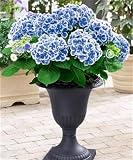 1 Bavaria & Planter