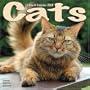 Cats 2008 Wall Calendar