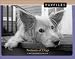 Pawfiles: Portraits of Dogs: A Bark and Smile Book