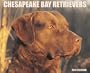 Chesapeake Bay Retrievers Calendar