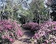 Bayou Bend, Houston Photograph - Beautiful 16"x20" Photographic Print by Carol M. Highsmith
