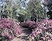 Bayou Bend, Houston Photograph - Beautiful 16"x20" Photographic Print by Carol M. Highsmith