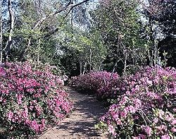 Bayou Bend, Houston Photograph - Beautiful 16"x20" Photographic Print by Carol M. Highsmith