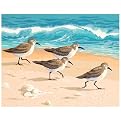 Paint by Number Kit - Beach Bunch (14x11")