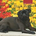 Pugs, Black 2009 Square Wall Calendar (Multilingual Edition)