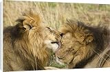 Canvas Prints of Kenya, Masai Mara from Danita Delimont