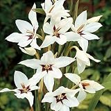 Peacock Orchid Bulbs or Gladiolus acidanthera