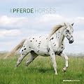 Pferde 2012. Brosch�renkalender 30 x 30 cm