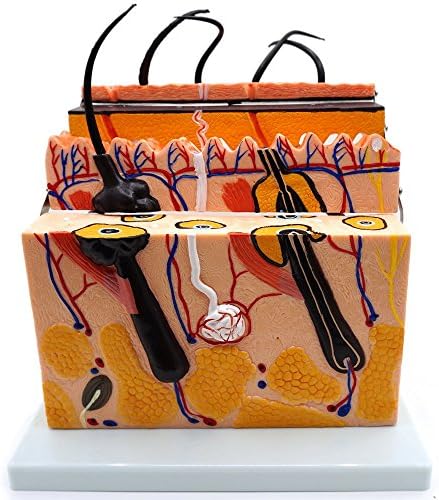 Human Skin Section Model,4 Parts Hinged,Kouber Human Anatomical Model,10" x 5" x 9"