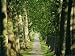 Avenue of Plane Trees, Planted 1809, Canal Du Midi, Seuil De Naurouze, Languedoc-Roussillon, France Art Photographic Poster Print by J P De Manne, 12x9