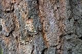 IMAGE OF Wallmonkeys Peel and Stick Wall Decals - Birch Bark - 48