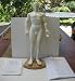 Acupuncture Body Model Doll with Stand - Male - 19 inches tall x 7 inches wide