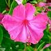 180 Seeds, Four O' Clock "Pink" (Mirabilis jalapa) Seeds By Seed Needs