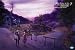 CLANNAD AFTER STORY 7 (初回限定版) [DVD]でAmazonアフィリエイトツール