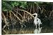 Canvas Prints of Great Blue HERON - standing in mangrove from Ardea Wildlife Pets