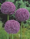 Globemaster Allium - 1 giant bulb