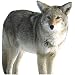 Montana Decoys Kojo Coyote Decoy