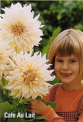 Cafe au Lait Dinner Plate Dahlias