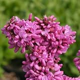 Don Egolf Chinese Redbud Tree-Cercis-Outdoors or Bonsai