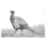 Ring-necked Pheasant - Lithograph - By Pieter Prall