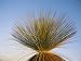 A View of a Xanthorrhoea Species Native to Western Australia Photographic Poster Print, 24x18